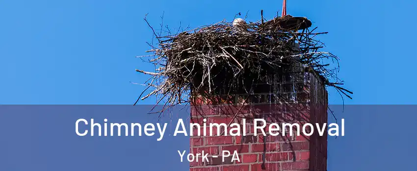 Chimney Animal Removal York - PA