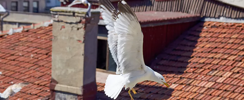 Residential Chimney Animal Removal Solution in York, PA